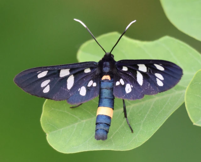 Amata phegea - fehérpettyes álcsüngőlepke