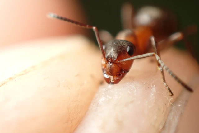 Formica polyctena - kis vöröshangya