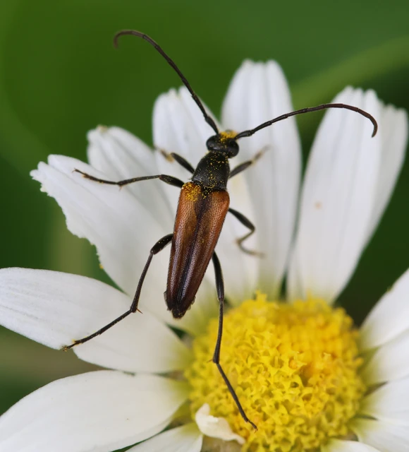 Stenurella melanura - feketevégű karcsúcincér