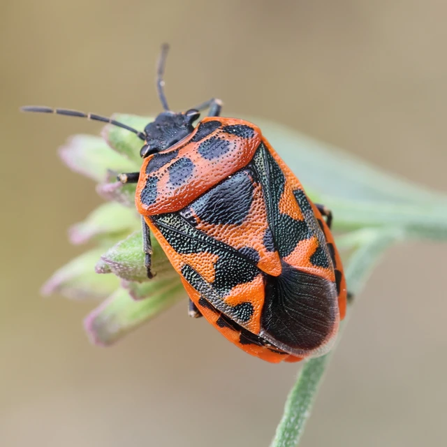 Eurydema ornata - díszespoloska Eurydema ornata - díszespoloska