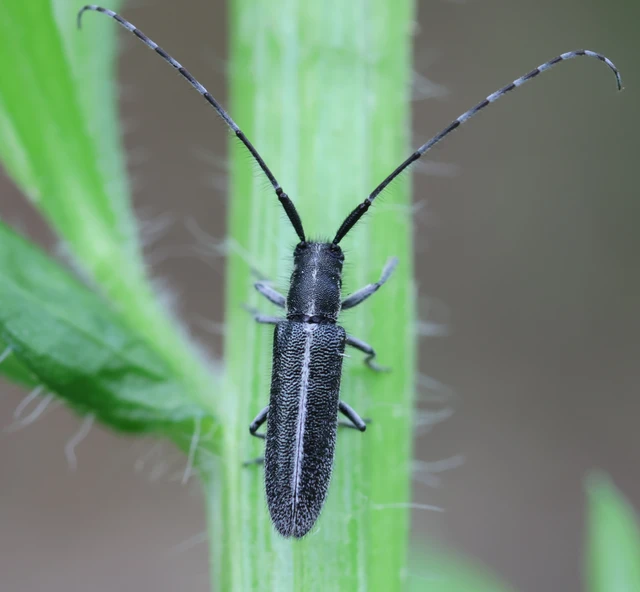 Agapanthia cardui - sávos bogáncscincér