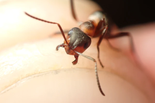 Formica polyctena - kis vöröshangya