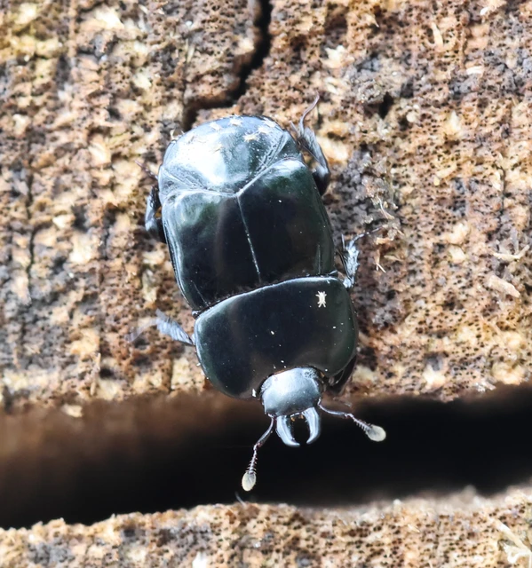 Hololepta plana - lemez-sutabogár