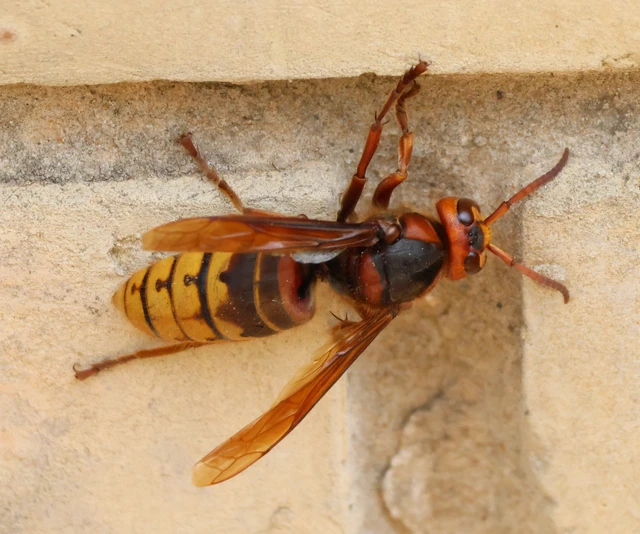 Vespa crabro - lódarázs