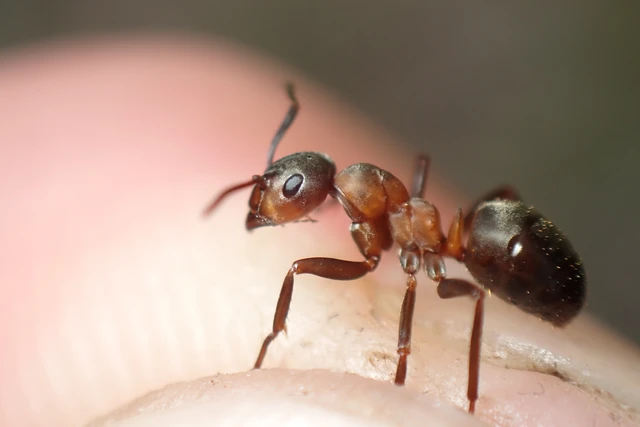 Formica polyctena - kis vöröshangya