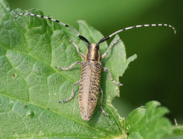 Agapanthia villosoviridescens - fehérgyűrűs bogáncscincér