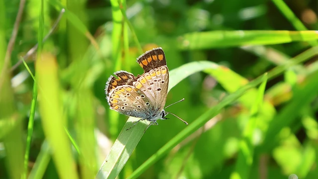 Aricia agestis - szerecsenboglárka