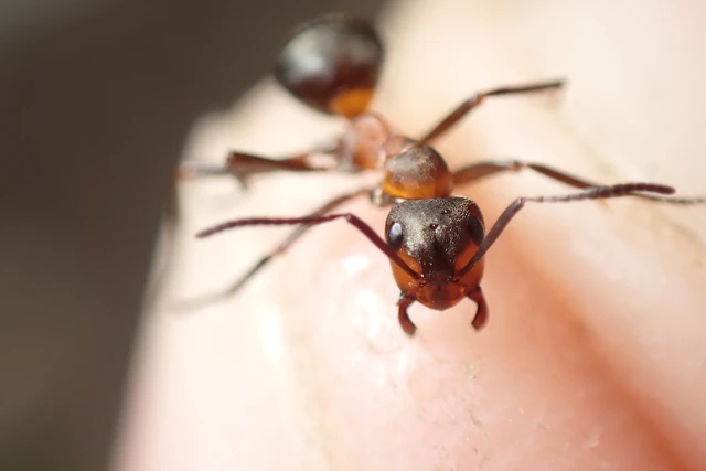 Formica polyctena - kis vöröshangya