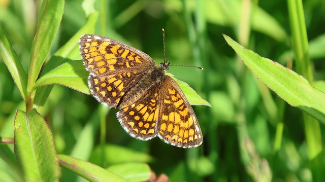 Melitaea athalia - közönséges tarkalepke