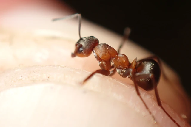 Formica polyctena - kis vöröshangya
