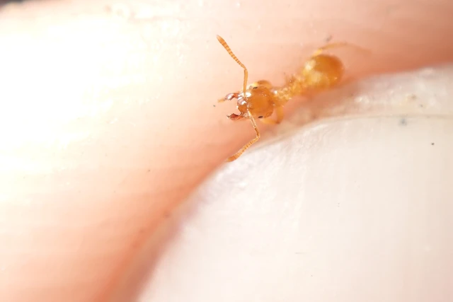 Lasius flavus - gyakori borostyánhangya