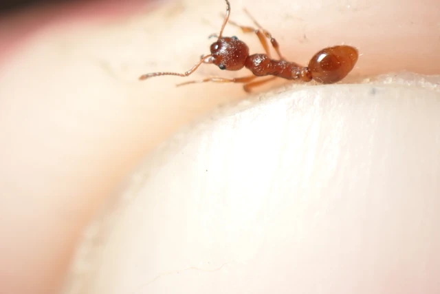 Myrmica rubra - közönséges bütyköshangya