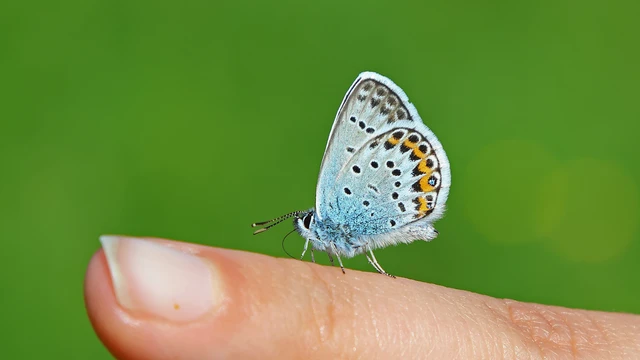 Plebejus argus - ezüstös boglárka