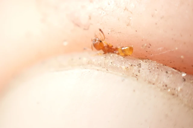 Temnothorax unifasciatus - gyűrűs kéreghangya
