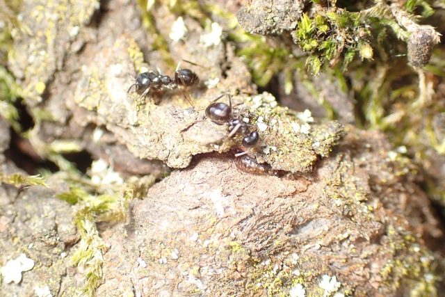 Lasius fuliginosus - kartonépítő fahangya