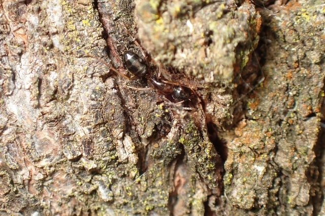 Camponotus fallax - ligeti lóhangya
