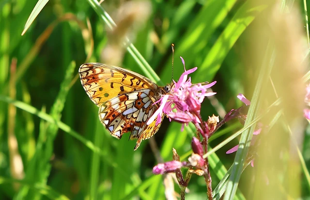 Boloria selene - fakó gyöngyházlepke