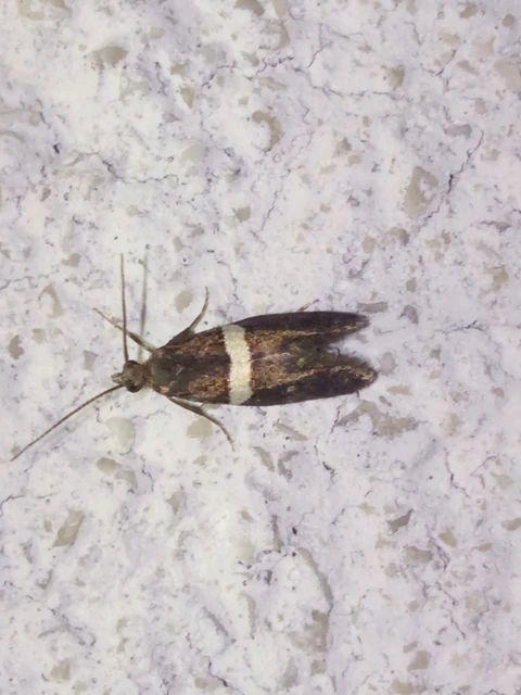 Eidophasia messingiella - kakukktormamoly