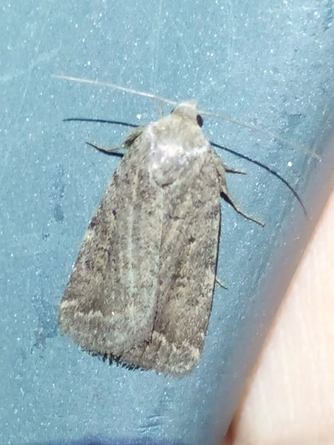 Athetis gluteosa - nyugtalan lápibagoly