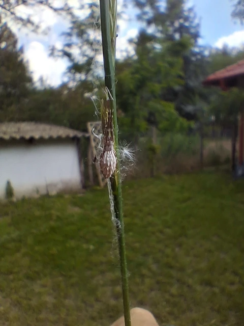 Uloborus walckenaerius - derespók