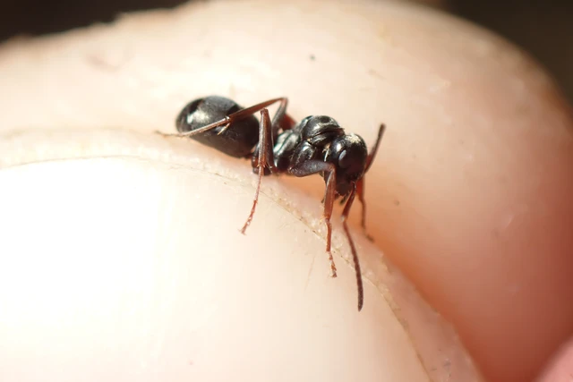 Formica fusca - kormos rabszolgahangya