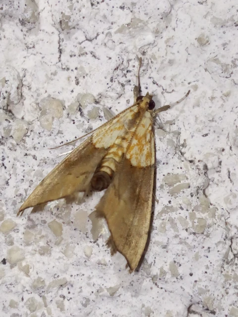 Agrotera nemoralis - ligeti tűzmoly
