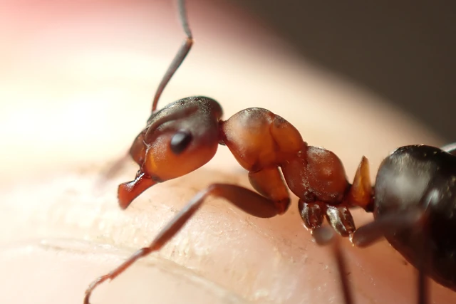 Formica polyctena - kis vöröshangya