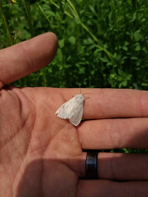 Spilosoma lubricipedum/urticae