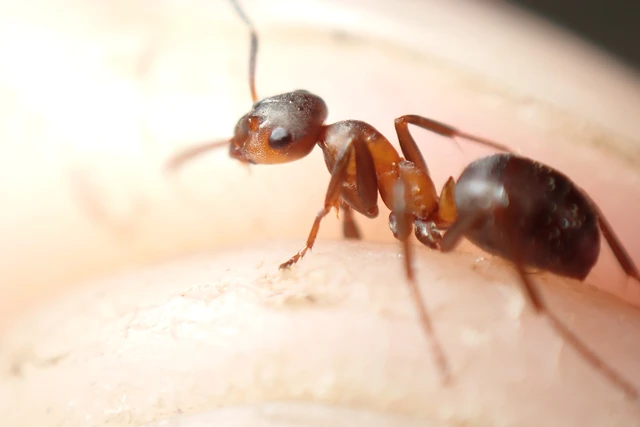 Formica polyctena - kis vöröshangya