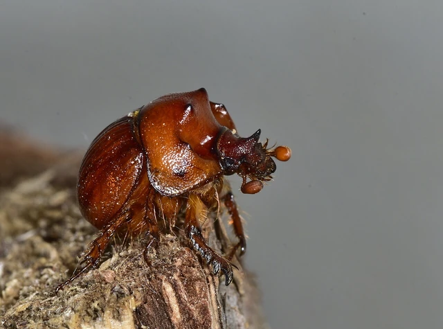 Bolbelasmus unicornis - szarvas álganéjtúró