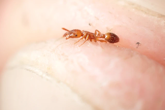Temnothorax clypeatus - rozsdás kéreghangya