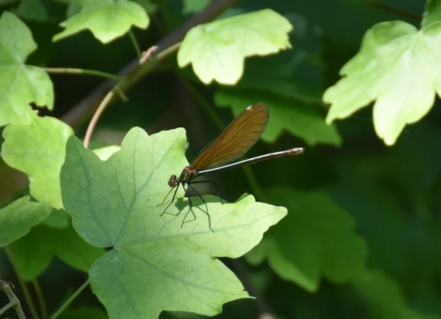 Calopteryx virgo - kisasszony-szitakötő