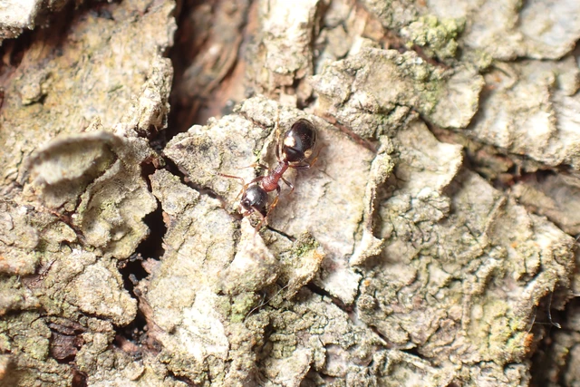 Dolichoderus quadripunctatus - négypettyes erdeihangya