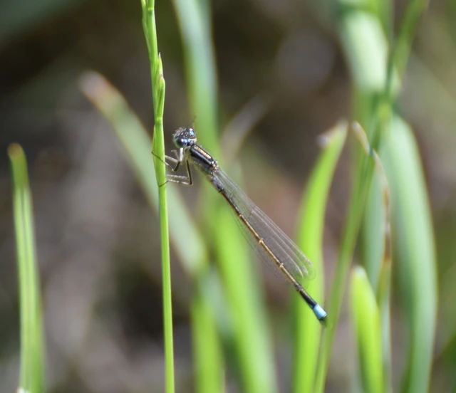 Ischnura elegans pontica - kéköves légivadász