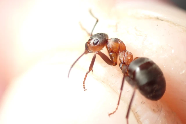 Formica polyctena - kis vöröshangya