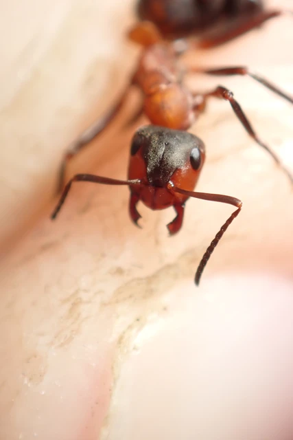 Formica polyctena - kis vöröshangya