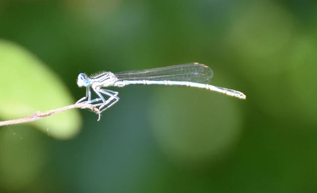 Platycnemis pennipes - széleslábú szitakötő