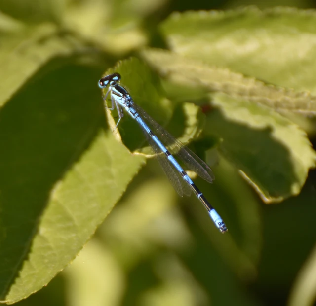 Coenagrion puella - azúrkék légivadász