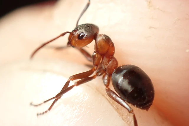 Formica polyctena - kis vöröshangya