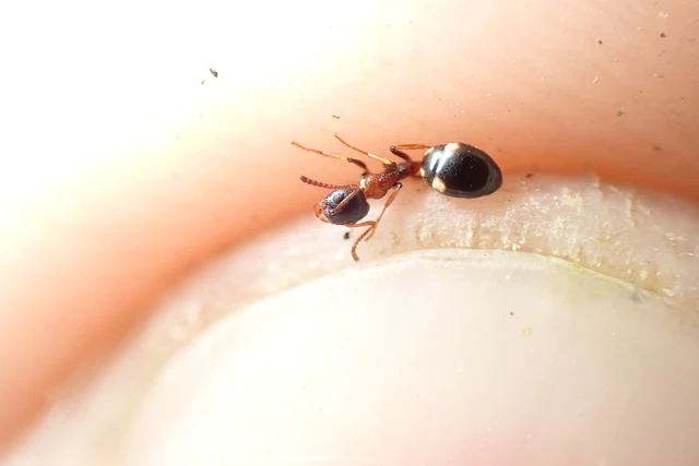 Dolichoderus quadripunctatus - négypettyes erdeihangya