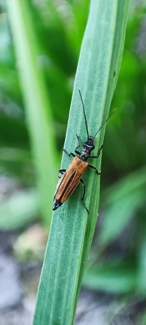 Oedemera femorata - sárgahátú álcincér