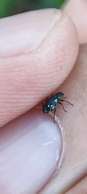 Polydrusus picus - pikkelyfoltos lombormányos