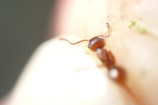 Myrmica rubra - közönséges bütyköshangya