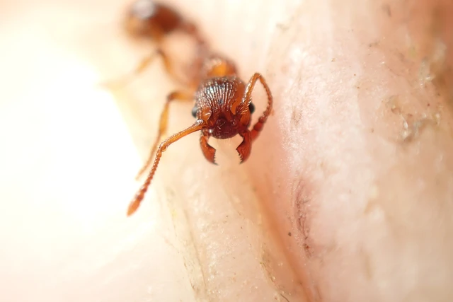 Myrmica sabuleti - gyakori bütyköshangya