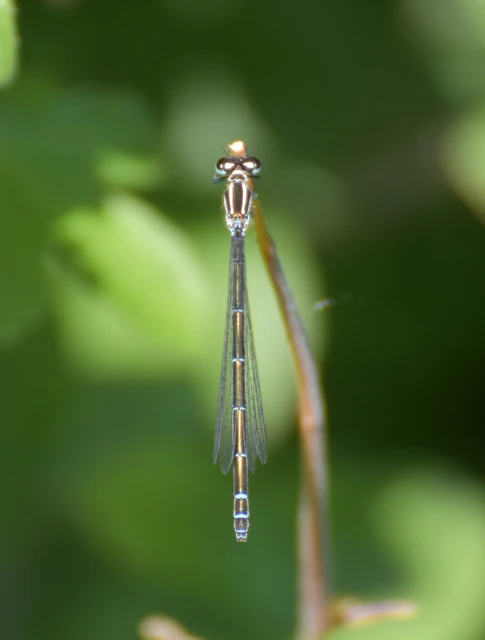 Coenagrion puella - azúrkék légivadász