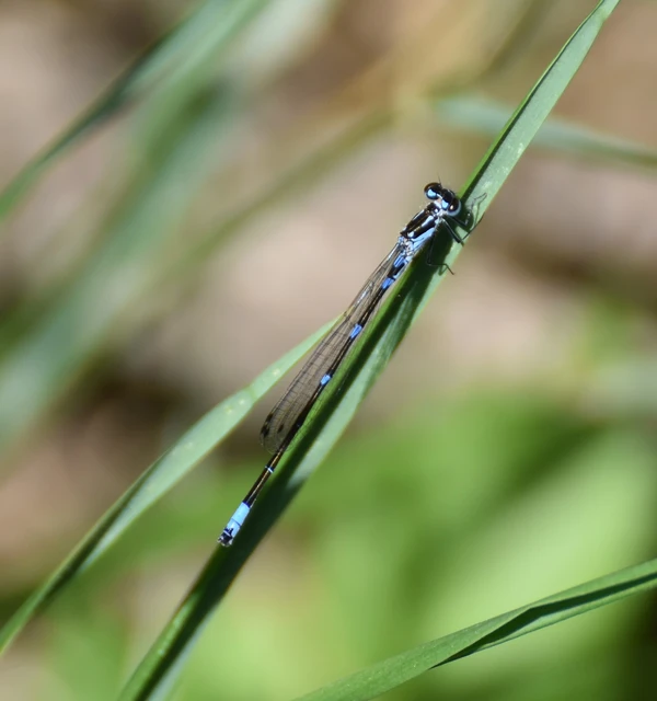 Coenagrion pulchellum - karcsú légivadász