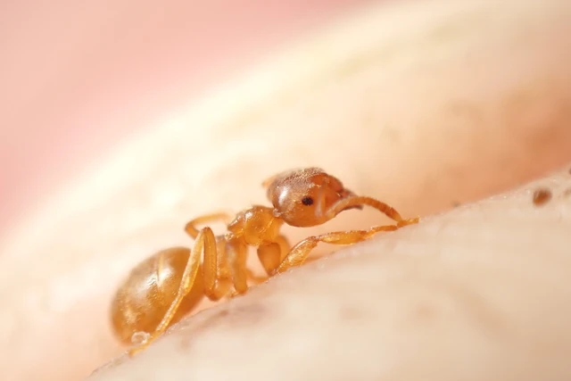 Lasius flavus - gyakori borostyánhangya