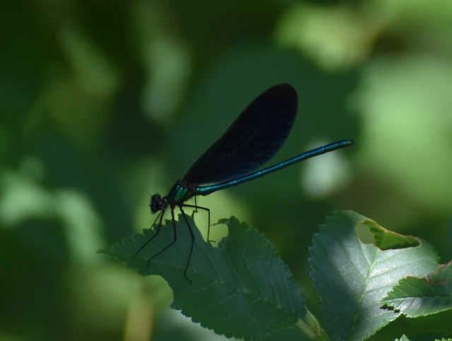 Calopteryx virgo - kisasszony-szitakötő