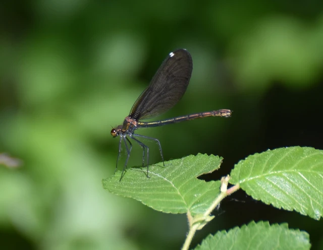 Calopteryx virgo - kisasszony-szitakötő