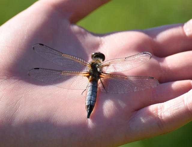 Libellula fulva - kisfoltos laposacsa